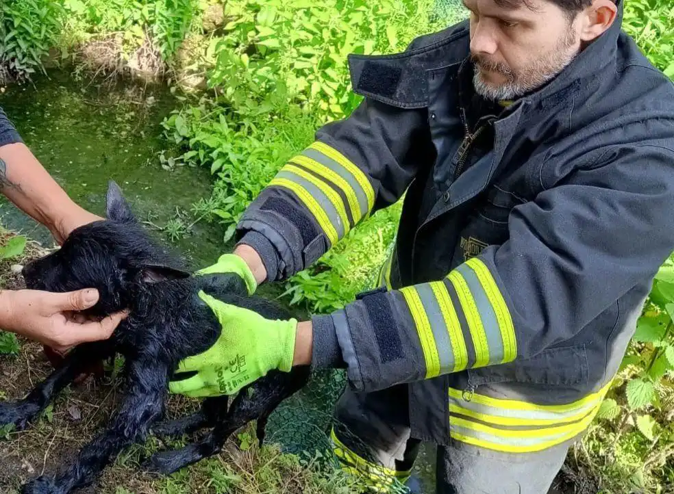 Bibbiano, i vigili del fuoco salvano un cane bloccato in un canale di scolo