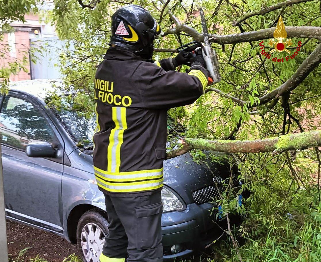 Danni da maltempo, un albero cade su un’auto a Correggio: nessun ferito